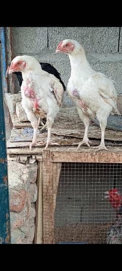Heera Aseel paper white females