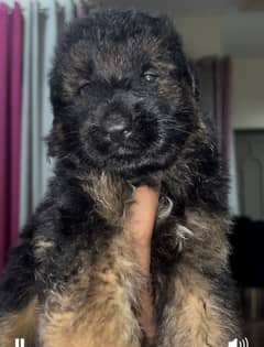 German Shepherd | Puppies | Dog | Long Coat | Puppies | GSD