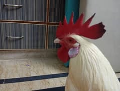 Gĥar ma pala huwa ha pùre white ha