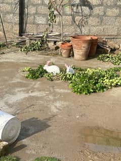 White rabbits for sale - Male & Female
