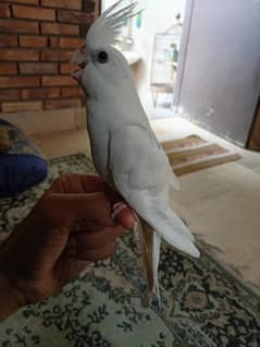 Hand