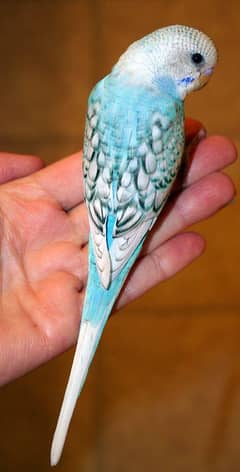 Beautiful Young Budgies – Friendly & Colorful Parakeets