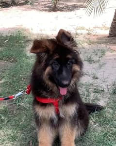German shepherd puppy 03033475351 Whatsapp number