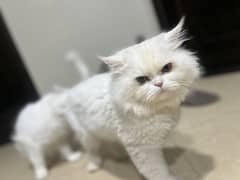 White punch face male/ female  cats  / for sale tripple coat