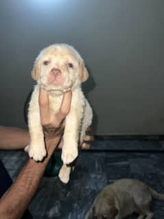 Labrador puppies