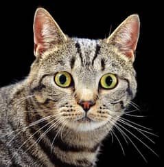 Siberian male cat