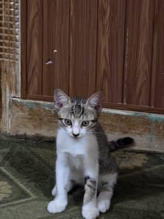 Free 3 months old kitten- 1 male , 2 female (litter trained)