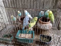 Australian parrots 8 adults