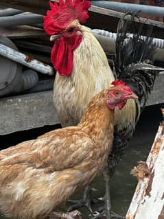 Murga 2kg+ Murgy daily egg laying