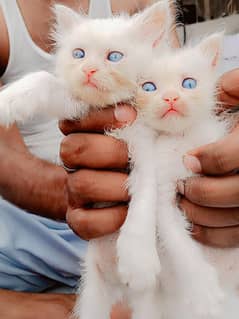 Persian