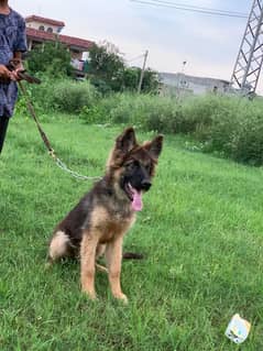 german Shepherd male 0300/55/699/84