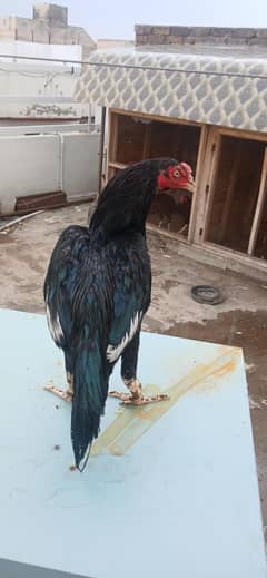 lasani patha for sale home breed