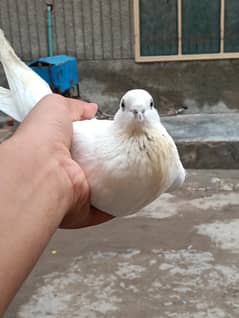 dewan