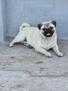 Pug