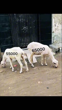 Mundra dumbe03102081130