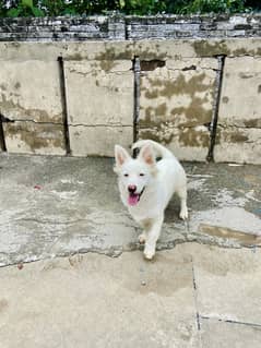 Russian dog