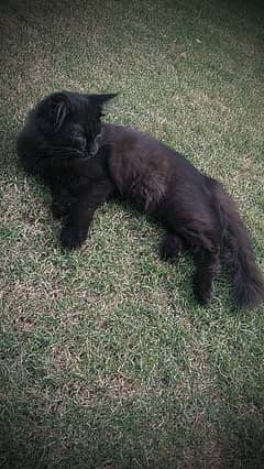 Beautiful Pure Black Persian Cat for Sale