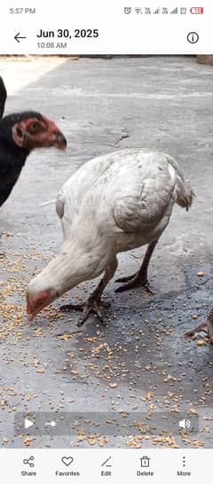 WHITE PURE HEERA HENS SALE
