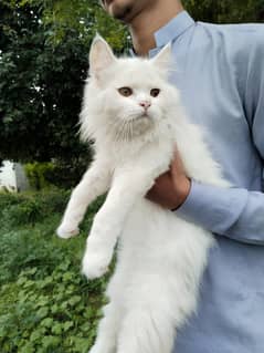 kitten 3 month