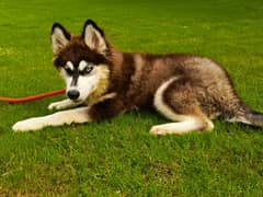 Siberian husky female puppy