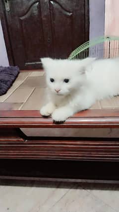Persian