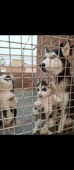 Siberian husky breeder female for sale