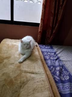 cat for sale