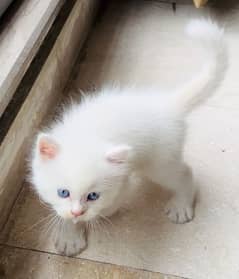 Persian