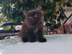Persian punch face kittens