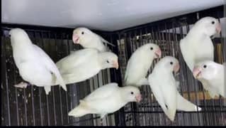 albino
