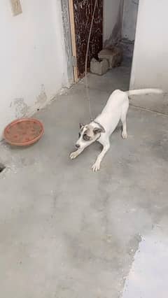 dog