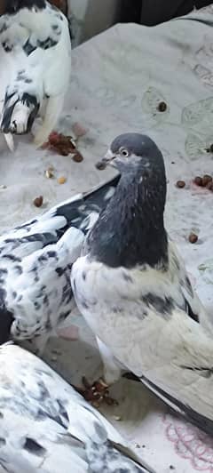 Nasli