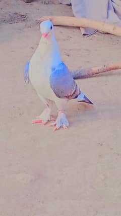 Beautiful pigeon pair