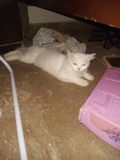 Persian