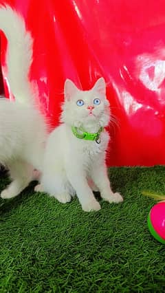 Persian White Blue Eyes Kittens Available