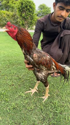 Pure aseel pair