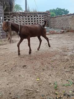 male breeder and female path for sale