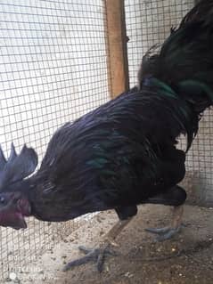 Ayam  cemani male and female available