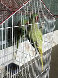 Parrot