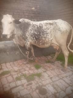 cow