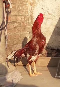 Aseel Morgha Morgha