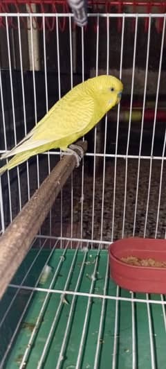 Yellow Australian parrot with cage