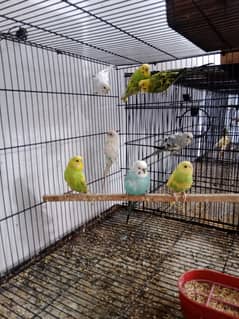 Budgies
