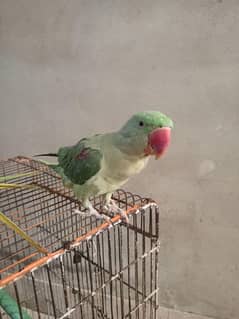 Raw parrot for sale