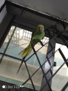 Parrot
