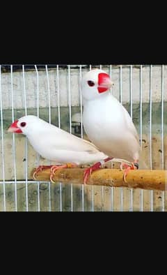White and silver java Finch breeder pairs