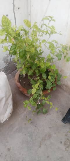 plants  and flowers