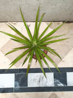 dracaena marginata indoor plant office plant