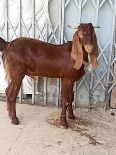 Bakra 9 month kheera Full healthy and activ