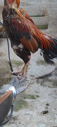 2 female,one male